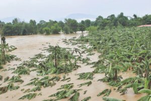 माप्रो फाइल फोटो अनुसार, माइक्रोबिमा आपूर्ति धेरैतर्फ जीवन बीमा नीतिहरूद्वारा चलाइएको छ।